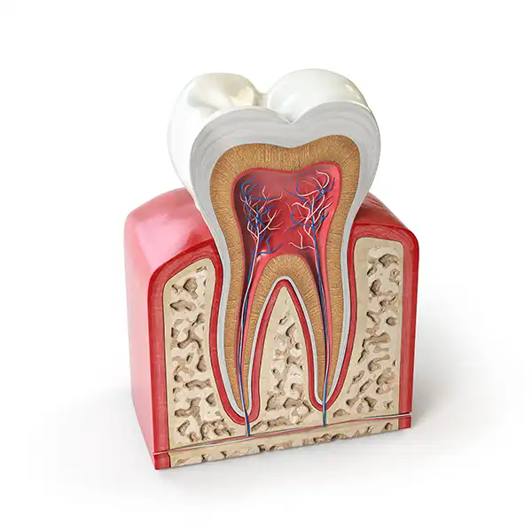 Diagram of a tooth and its roots